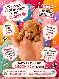 Cucciolo barboncino albicocca