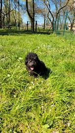 Cucciolo di barboncino medio