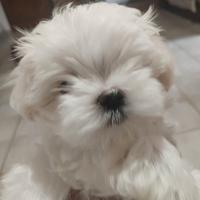 Cuccioli di Maltesi, maltipoo e barboncini