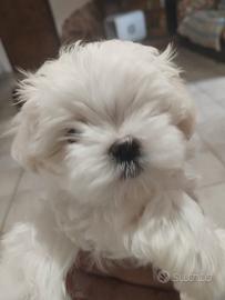 Cuccioli di Maltesi, maltipoo e barboncini