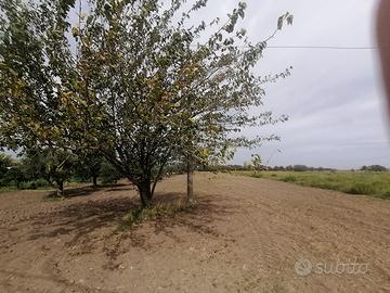 597492 Costruisci la Tua Villa a Gabella Grande