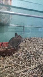 Cuccioli scoiattoli del Cile