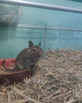 Cuccioli scoiattoli del Cile