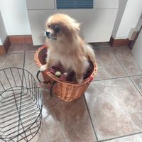 Cestino anteriore per bicicletta per cani e gatti