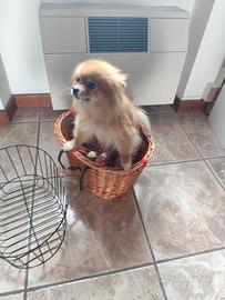 Cestino anteriore per bicicletta per cani e gatti