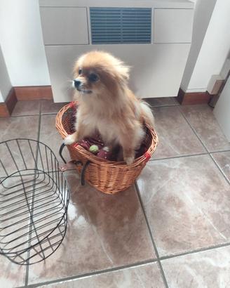 Cestino anteriore per bicicletta per cani e gatti