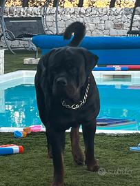 Rottweiler per monta