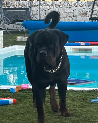 Rottweiler per monta