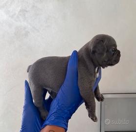 Bull dog francesce