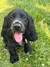 Cocker spaniel