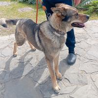 Mix lupo