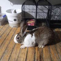 Coniglio maschio casareccio