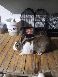 Coniglio maschio casareccio