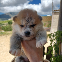 Cucciolo di akita inu