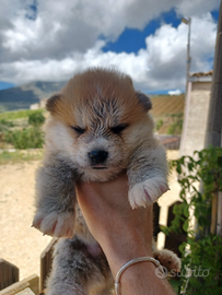 Cucciolo di akita inu