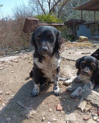Cuccioli di Breton