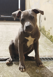 Pit bull blu nose