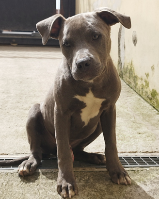 Pit bull blu nose