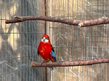 Rosella comune maschio