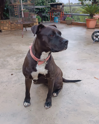 Femmina di Pitbull