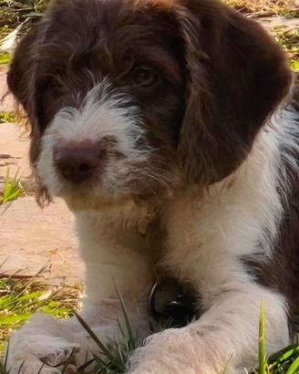 Incrocio tra Beagle e Lagotto Romagnolo