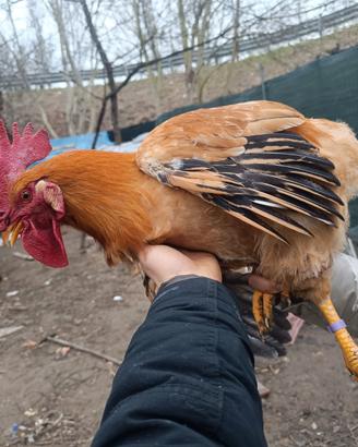 Gallo