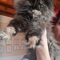Maine coon xxl