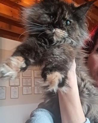Maine coon xxl
