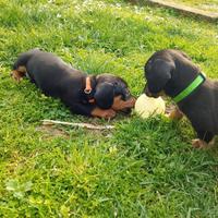 Cuccioli di bassotto