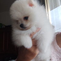 Spitz tedesco nano Pomerania