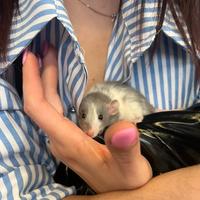 Ratti da Compagnia socievoli, docili, selezionati