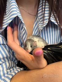 Ratti da Compagnia socievoli, docili, selezionati