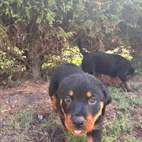 Cuccioli Rottweiler (LEGGI DESCRIZIONE)