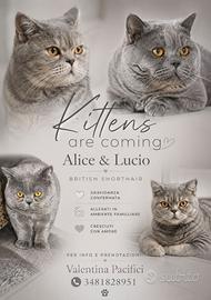 Cucciolo British Shorthair