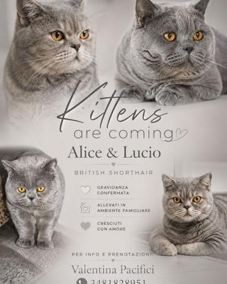 Cucciolo British Shorthair