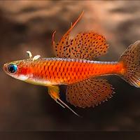 Pseudomugil luminatus red neon blue eye