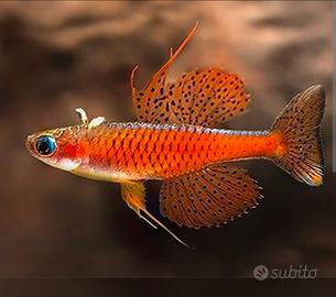 Pseudomugil luminatus red neon blue eye