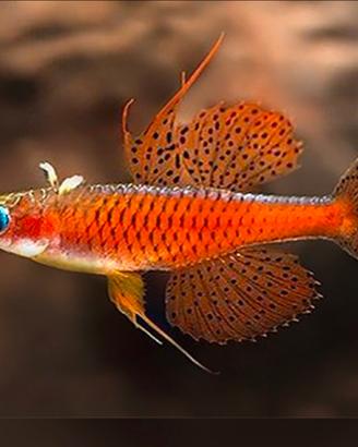 Pseudomugil luminatus red neon blue eye