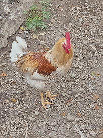 Galli per pollaio