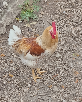 Galli per pollaio