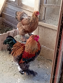 Galline Brahma