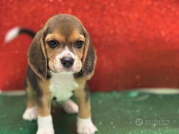 Beagle