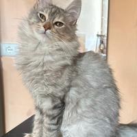 Gattina di razza, Angora Turco - Barbie