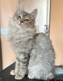 Gattina di razza, Angora Turco - Barbie