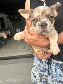Maschietto bulldog francese lilac merle tan