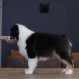 Australian shepherd pastore australiano