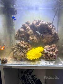 Acquario 60lt Aqpet con mobiletto