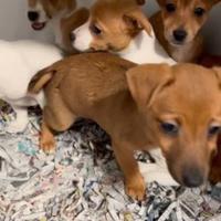 Cuccioli di jackshund