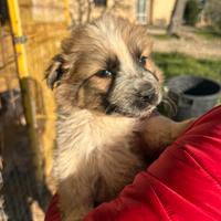 Pastore australiano con border collie