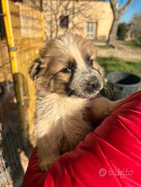 Pastore australiano con border collie